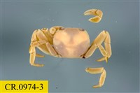 藏品(整潔圓方蟹)的圖片